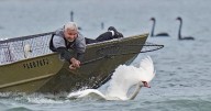Lakeland's swans, descendants of Queen Elizabeth II's gift, get annual health checkup