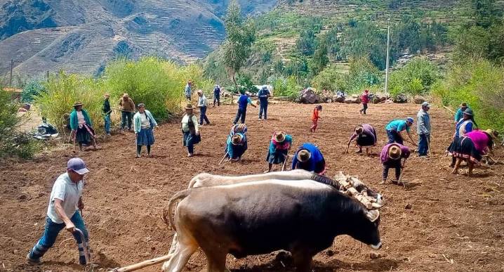 Presencia de lluvias beneficia la producción agrícola en Cusco