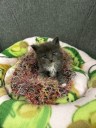 Albuquerque Animal Welfare calls for help from crafters and DIYers