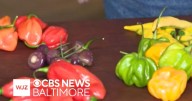 Alma Cocina Latina expands Baltimore's palette with Venezuelan flavors