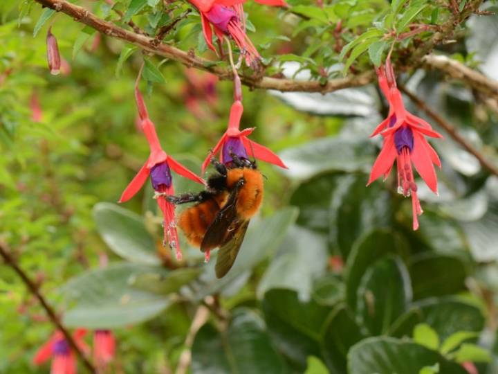 Ciudadanía y ciencia se unen para proteger al abejorro nativo