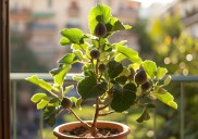 Cosecha propia: cómo cultivar una higuera en tu casa y obtener los higos más deliciosos para postres y mermeladas