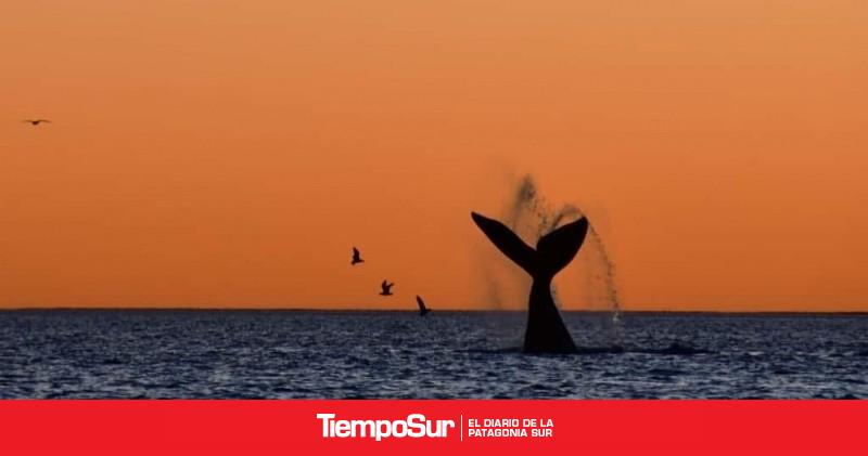 Turismo Puerto Pirámides: ballenas y atardeceres para un finde inolvidable