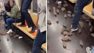 Captan momento en que una manada de ratas toma el metro de Nueva York