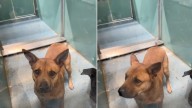 Texas Pup Smiles For The Volunteer, Not Sensing The Heartbreaking Purpose Of Today’s Visit
