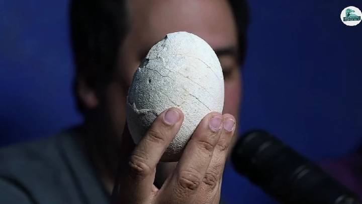 Descubrimiento histórico del CONICET: encontraron un huevo de dinosaurio en perfecto estado