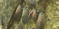 Invasive spotted lanternfly found in Iowa, residents urged to be on the lookout