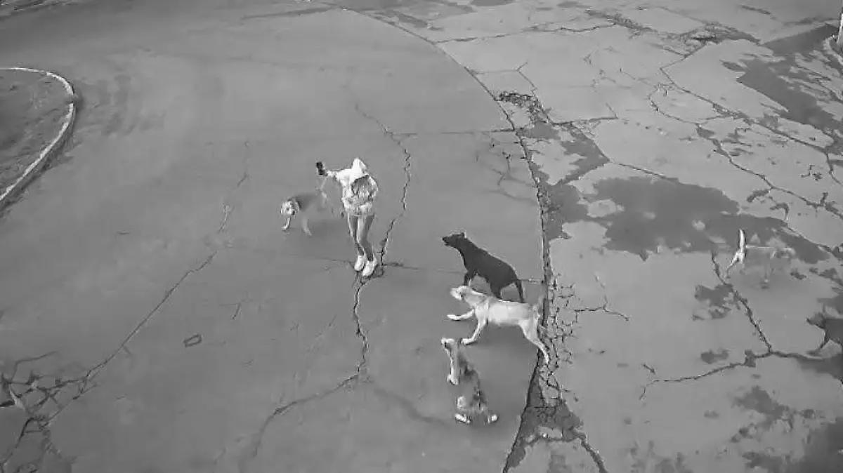 Ixtapaluca: Ataque de perros callejeros deja una mujer herida en Palmas 1 (video)