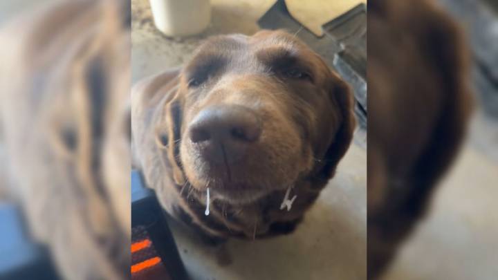 Oklahoma Pup Begs To Keep Playing Outside Even After His Face Freezes Over