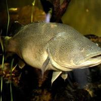 Australian Murray cod wallops swim record