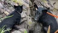Missouri Park Passerby Stunned As Pregnant Dog Is Heartlessly Discarded From Moving Vehicle