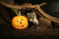 ZooAmerica is having its most magical nighttime transformation for the 45th year