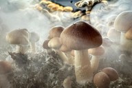 Legal Magic Mushrooms in NY State?