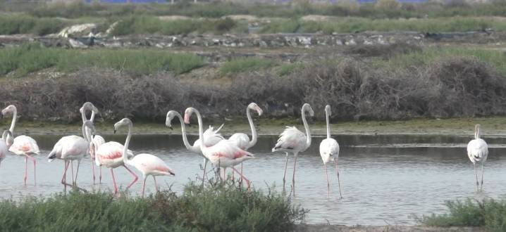 Arrival of flamingos in Tamil Nadu’s Thoothukudi – The coast adorned in shades of pink beauty