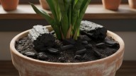 Poner un carbón en la tierra de tus plantas: para qué sirve y cuáles son sus beneficios