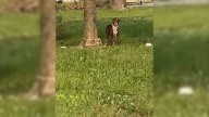 Missouri Neighbors Heartbroken After Discovering Dog Tied To A Tree And Left Behind