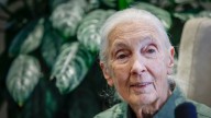 Many in Toronto mourn loss of Jane Goodall as they remember her work on chimpanzees