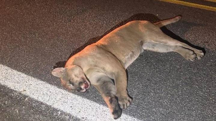 Mountain lion fatally struck by Arkansas driver