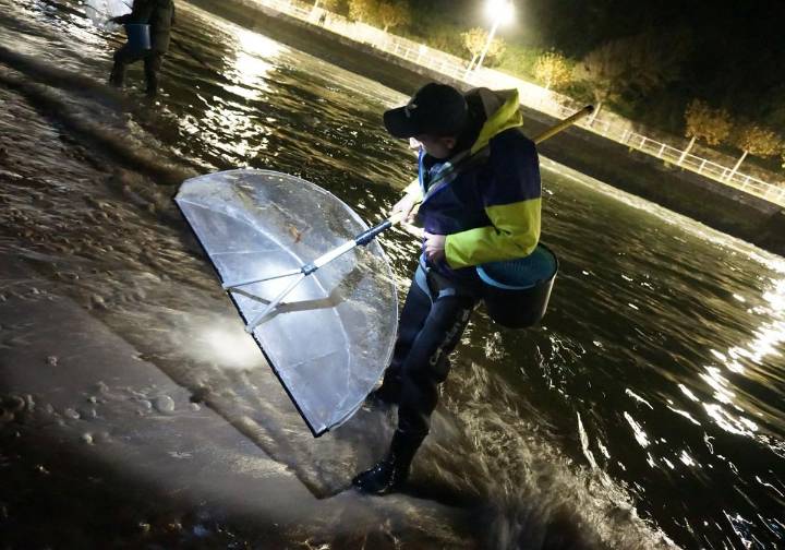 Así será campaña de la angula en Asturias: licencias limitadas y 30 días de pesca por profesional