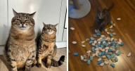 50 Pics Of Cats So Adorable They Should Probably Be Declared National Treasures