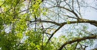 12-Year-Old Girl In “Miracle” Recovery After Head “Split Open” By Fallen Tree Branch
