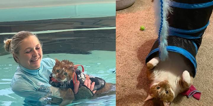 ‘A sweet, gentle giant’: VHS mourning the loss of Ty, AKA Thicken Nugget