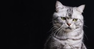 'My boyfriend is making me change my cat's name for ridiculous reason'