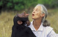 Muere a los 91 años la etóloga británica Jane Goodall, experta mundial en chimpancés