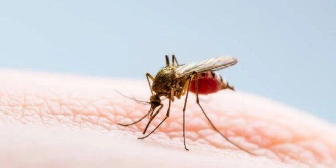 Científicos detectan nuevo «súper mosquito» en Yucatán