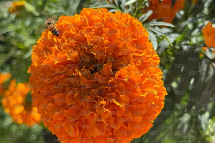 Esto es lo que no puedes cruzar a El Paso en Día de Muertos y Halloween