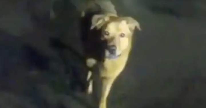Eeyore to the rescue: Dog helps find missing 86-year