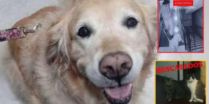 Tras plantón y recuperación de Samantha, la golden retriever maltratada por su dueño en Bogotá: también se llevaron dos gatos que estaban en el apartamento