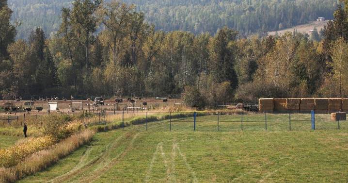 Supreme Court to decide on Nov. 6 whether to hear case of B.C. ostriches