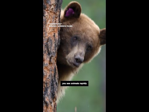 Nature rebounds on Ted Turner’s reserve