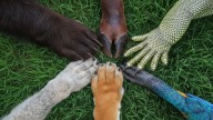 Día Mundial de los Animales: por qué se celebra cada 4 de octubre