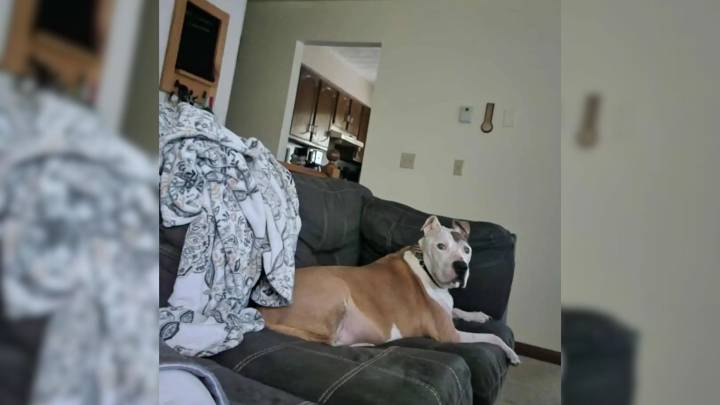 New York Couple’s Senior Dog Disappears During Potty Time, Then Rescuers Make A Shocking Find