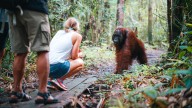 El Gobierno pondrá en marcha la 'Ley Jane Goodall' para proteger la dignidad y la libertad de los grandes simios