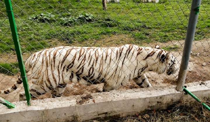 Alerta en Puebla: Tigre de bengala escapa de un zoológico; daños por las lluvias