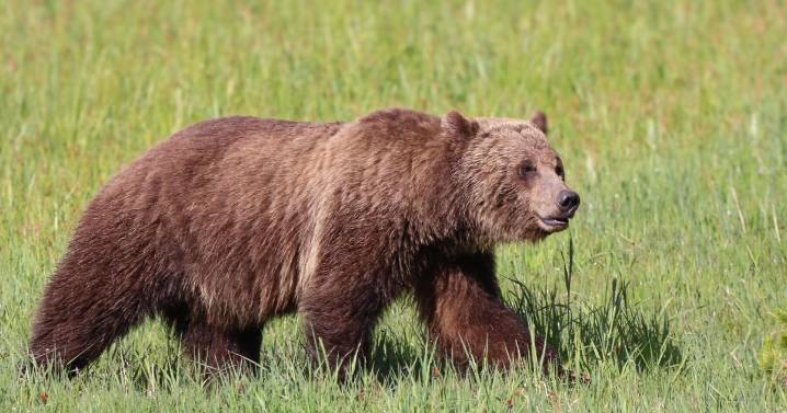 With possible grizzly delisting on the horizon, FWP changes tone on bears