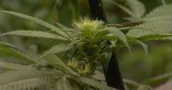 Montanans weigh in on if marijuana users can legally possess firearms