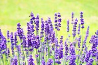 Plantas místicas y medicinales: descubre sus poderes curativos, energéticos y espirituales
