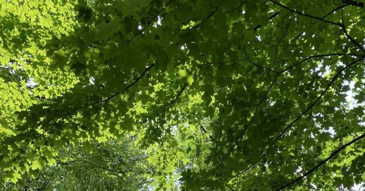 From Railbed to Trailhead: How a 19-mile path became a community gem in Masontown, West Virginia