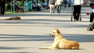Dog bites and rabies cases have been going down. Why is the panic around street dogs on the rise?