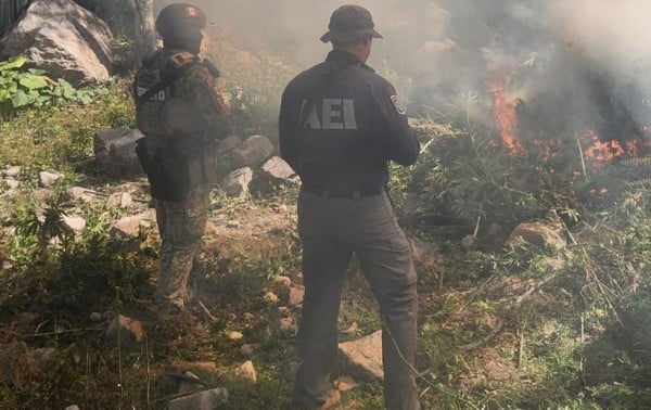 Destruyen y queman plantío de marihuana