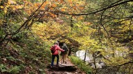 Drought has muted this year's leaf-peeping season, but pockets of brilliant colors remain