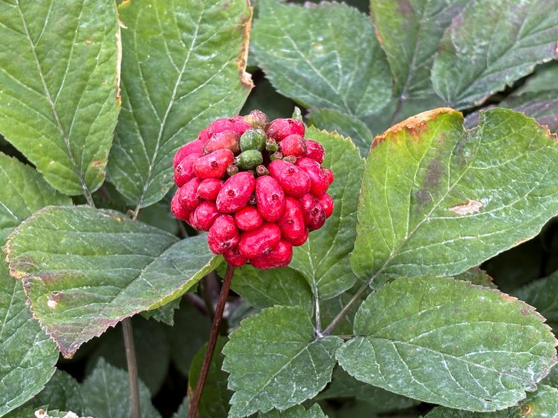 China trade spat threatens Wisconsin's 'Napa Valley' of ginseng