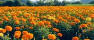 Crece la producción de flor de cempasúchil en Atlixco pese al clima adverso