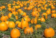 What to do in Salem from Oct. 9-15: Roller derby, cultural celebrations, and local haunts