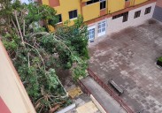 Peligro en el parque Chona Madera: un árbol de gran tamaño cae durante la madrugada del sábado