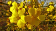 La planta trepadora rústica y bella que transforma el jardín en un paraíso